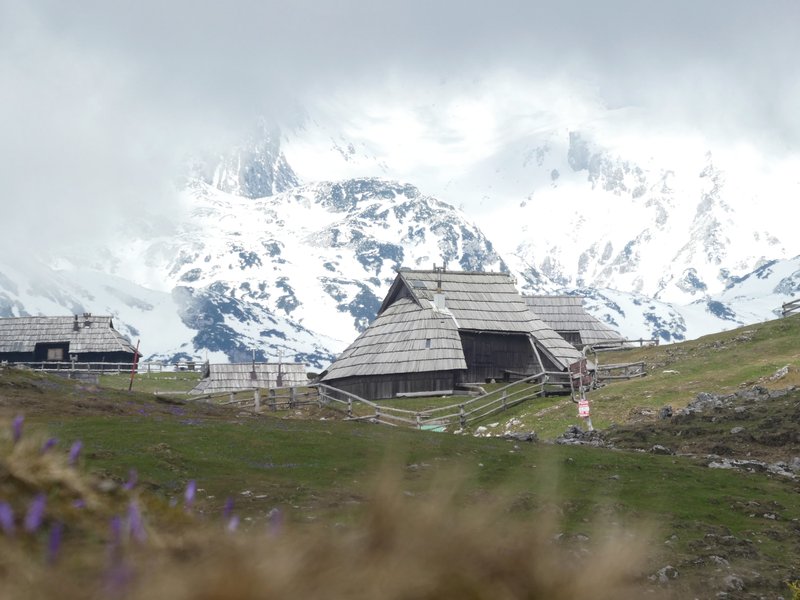 Žafrani na Veliki planini (odlična ideja za skorajšnji izlet) (foto: Vid Legradić)