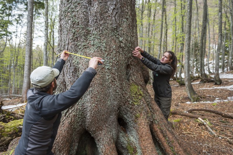 Bohinjska kraljica je najdebelejša znana smreka v Sloveniji in visoka impresivnih 47 metrov #video (foto: Anika Odar)