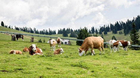 Po brezplačno zdravje na Krvavec (in katera zelišča rastejo na 1500 metrih nadmorske višine)