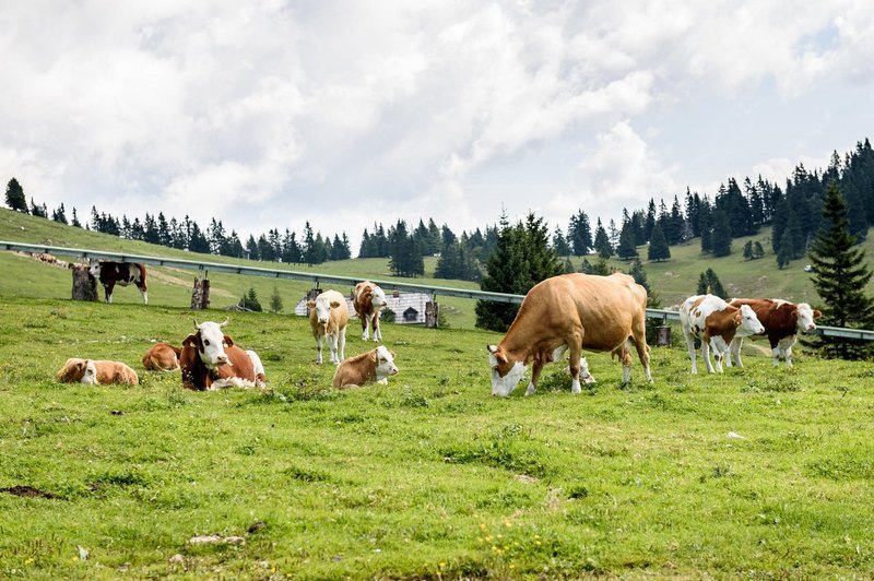 Po brezplačno zdravje na Krvavec (in katera zelišča rastejo na 1500 metrih nadmorske višine) (foto: profimedia)