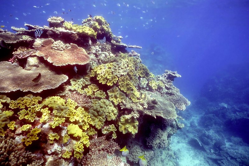 Avstralija nasprotuje Unescovi umestitvi Velikega koralnega grebena med ogrožena območja (foto: Profimedia)