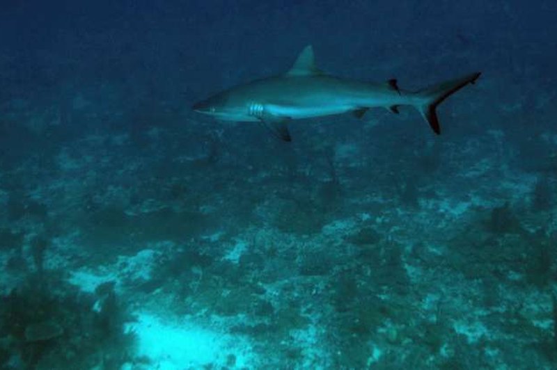 Ob plaži na hrvaški Reki plaval meter in pol dolgi morski pes (foto: Xinhua/STA)