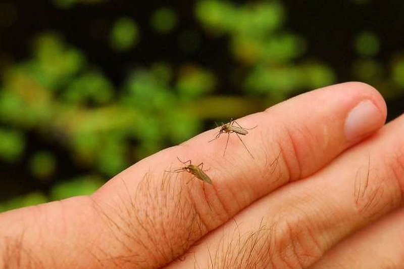 Biologi letos zaznavajo povečano število komarjev in miši (foto: Xinhua/STA)