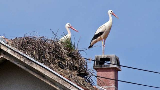 Štorklje se širijo po Sloveniji, a izginjajo iz Prekmurja (foto: HINA/sta)