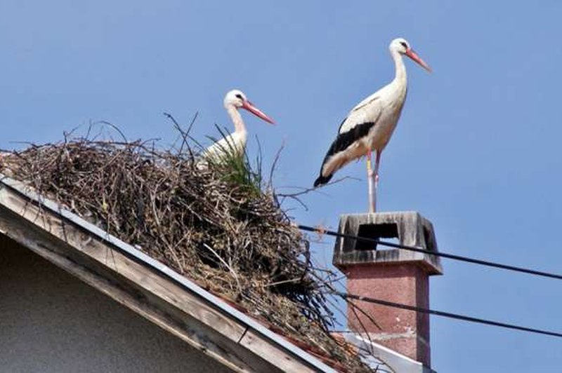 Štorklje se širijo po Sloveniji, a izginjajo iz Prekmurja (foto: HINA/sta)