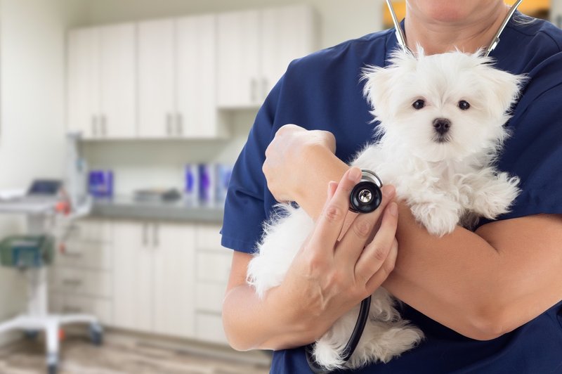 Veterinar razkril, kaj domači ljubljenčki počno v zadnjih trenutkih življenja – in kakšna je naloga lastnika (foto: Profimedia)