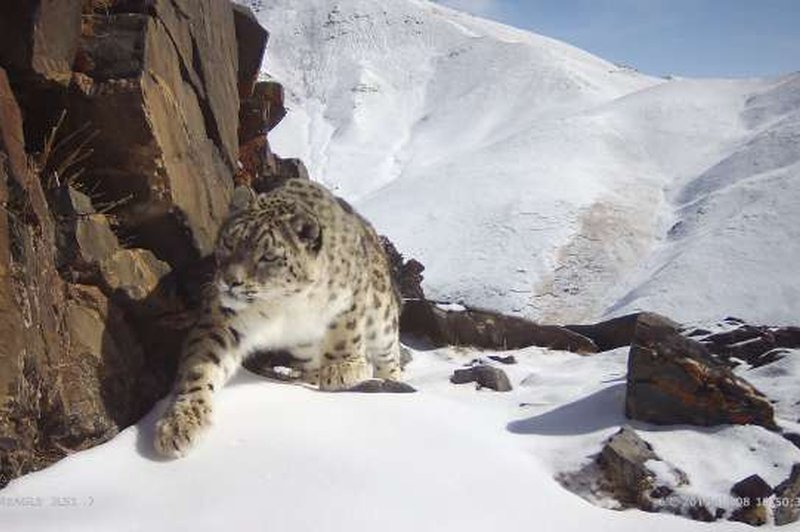 Snežni leopardi se umikajo pred naraščajočo rejo drobnice (foto: Xinhua/STA)