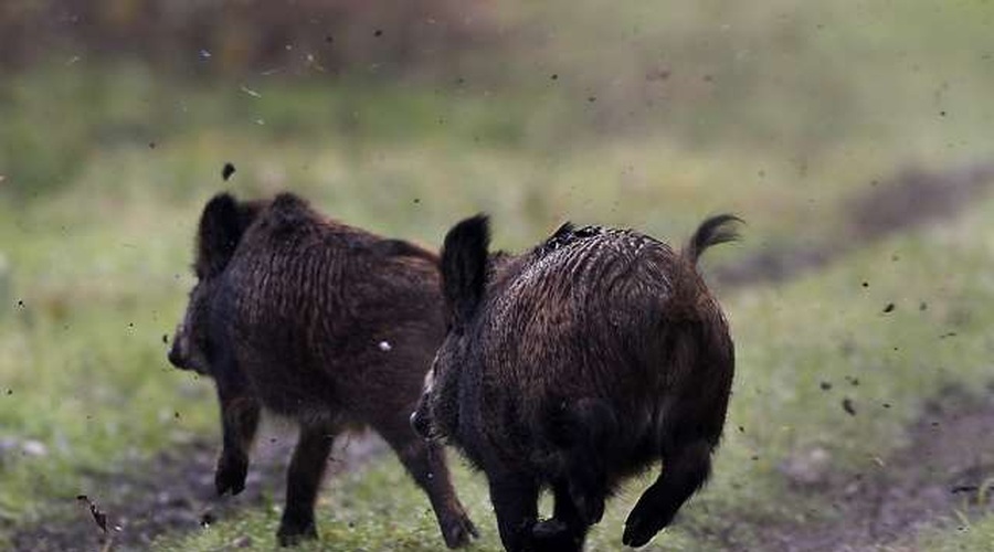 Poginuli divji prašič s Pohorja ni bil okužen z virusom afriške prašičje kuge (foto: Tanjug/STA)