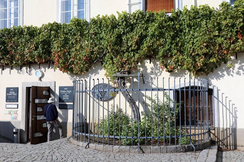 Na mariborskem Lentu Staro trto po tradiciji obrali že 35. leto (foto: profimedia)