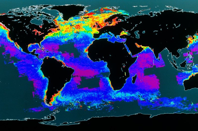 Pozabljena ogljična goba: plankton (razlog, da je človeštvo sploh še tukaj)! (foto: profimedia)