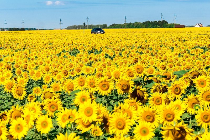 Alternativni pogoni za brezogljično družbo (in kako do ničelnih emisij do leta 2050) (foto: profimedia)