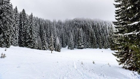 Pokljuka je že na voljo športnikom in najbolj zagretim smučarskim navdušencem