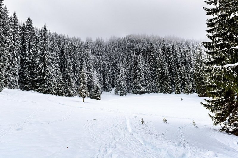 Pokljuka je že na voljo športnikom in najbolj zagretim smučarskim navdušencem (foto: profimedia)