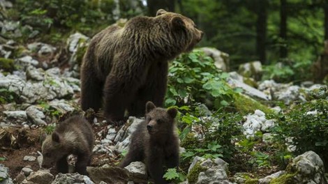 Naravovarstveniki opozarjajo: Ne le medved, ta žival ogroža Slovence na vsakem koraku