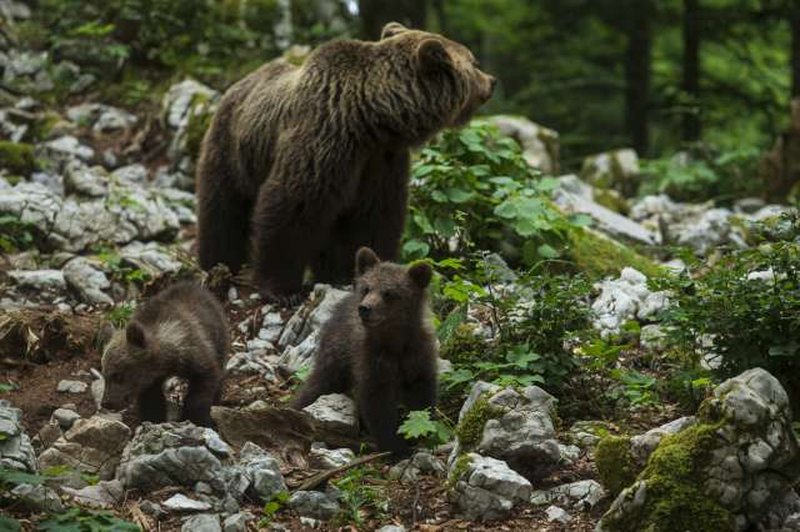 Naravovarstveniki opozarjajo: Ne le medved, ta žival ogroža Slovence na vsakem koraku (foto: Xinhua/STA)