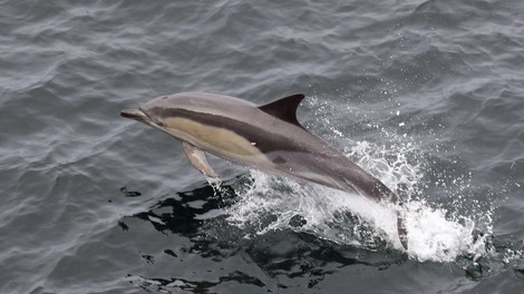 Delfini in kiti v Sredozemskem morju čedalje bolj ogroženi