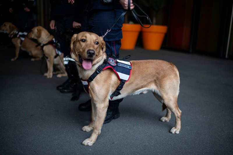 V Sloveniji razkrinkali družbo, ki je tihotapila PREPOVEDANE ... (foto: Profimedia)