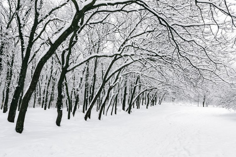 To slavno pesem so Američani prevzeli od Ukrajincev (foto: profimedia)