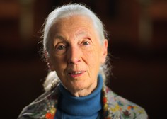 Jane Goodall: Čajna žlička prsti vsebuje več mikrobov, kot je ljudi na svetu