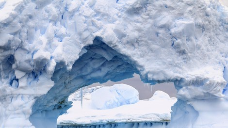 Neverjetno! TA vrsta živali je zaradi visokih temperatur v ozračju postala celo večja