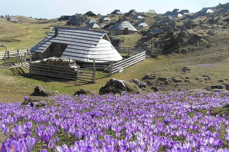 Spomladanski spektakel tik pred vrati! Že cvetijo? (foto: Facebook/Velika planina)