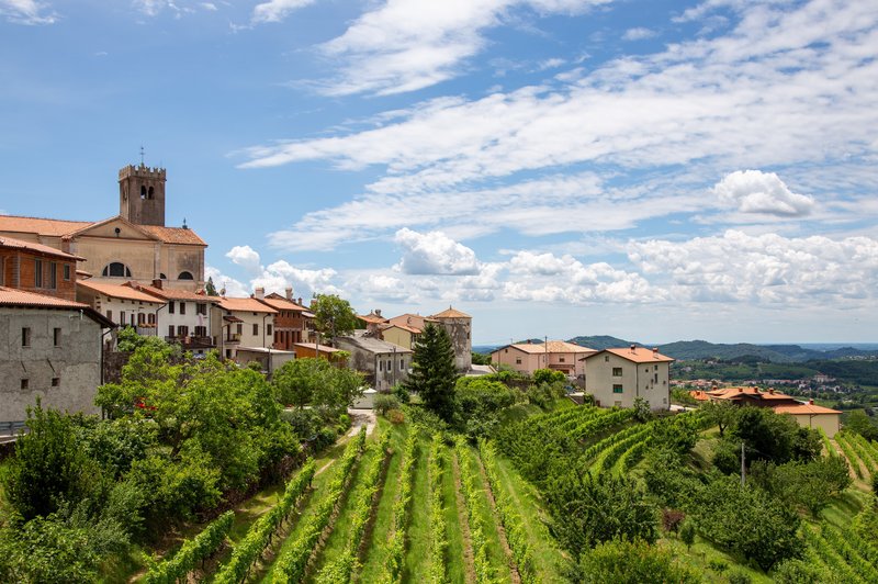 Nova kulinarična zgodba: Goriška Brda POVEZANA, kot še nikoli doslej (foto: Profimedia)