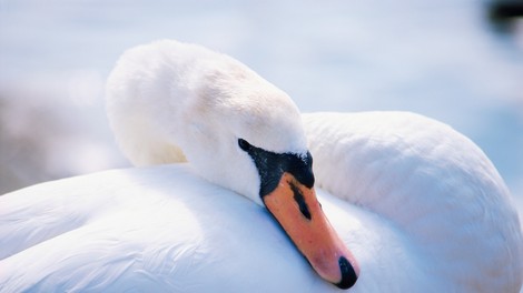 Žalostna zgodba mariborske labodke očitno le ima SREČEN konec!