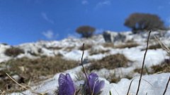 Felixov zeleni kotiček: Ste že videli velikonočnico na morju, ob močnih sunkih vetra?