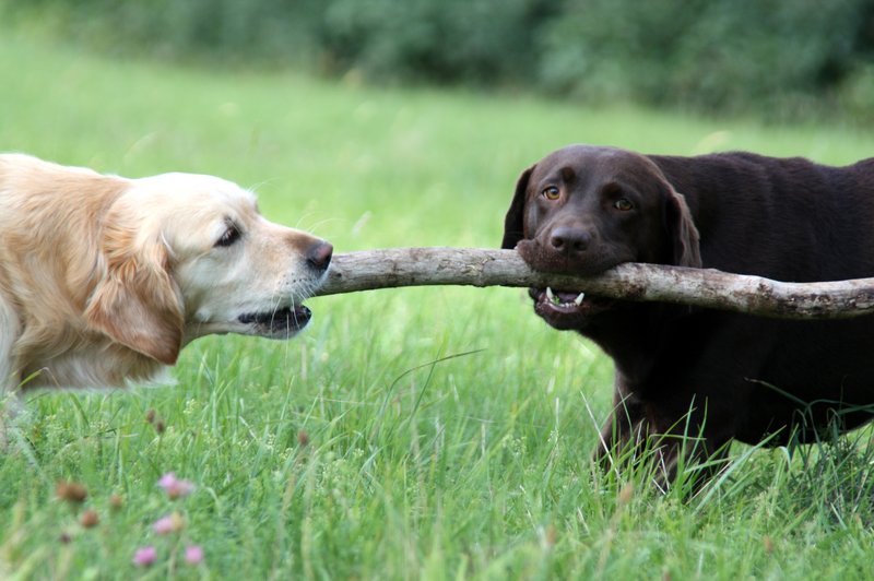 Izbrati labradorca ali zlatega prinašalca? Oba sta prikupna, a so med njima tudi BISTVENE razlike (foto: Profimedia)