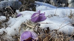 Felixov zeleni kotiček: Ste že videli velikonočnico na morju, ob močnih sunkih vetra?