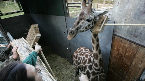 Svetovni dan Zemlje z ogroženimi živalskimi vrstami v ZOO Ljubljana