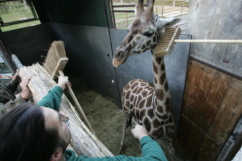 Svetovni dan Zemlje z ogroženimi živalskimi vrstami v ZOO Ljubljana (foto: profimedia)