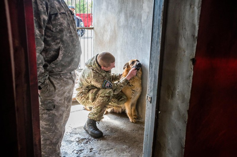 Požrtvovalni Ukrajinci pomagajo zapuščenim živalim preživeti v vojni (foto: Profimedia)