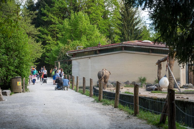 Nekaj takšnega se bo v ljubljanskem živalskem vrtu zgodilo prvič (foto: Profimedia)