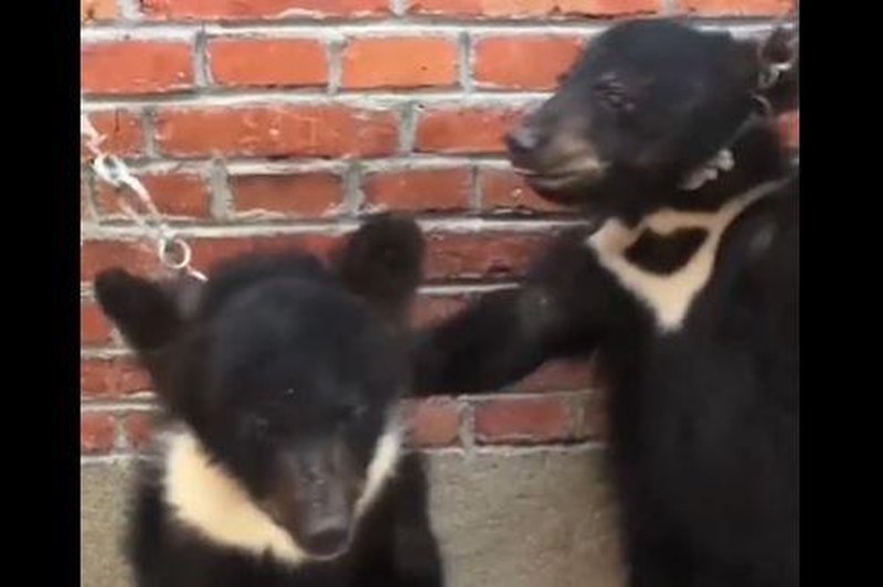 Žalostna usoda cirkuških živali: kako učijo medvedke stati na nastopih! (foto: Posnetek zaslona/Twitter/Peta)