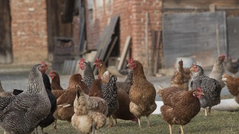 Perutninske farme v velikih težavah. Koliko proizvajalcev je tik pred propadom?