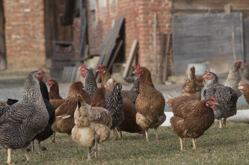 Perutninske farme v velikih težavah. Koliko proizvajalcev je tik pred propadom? (foto: Profimedia)