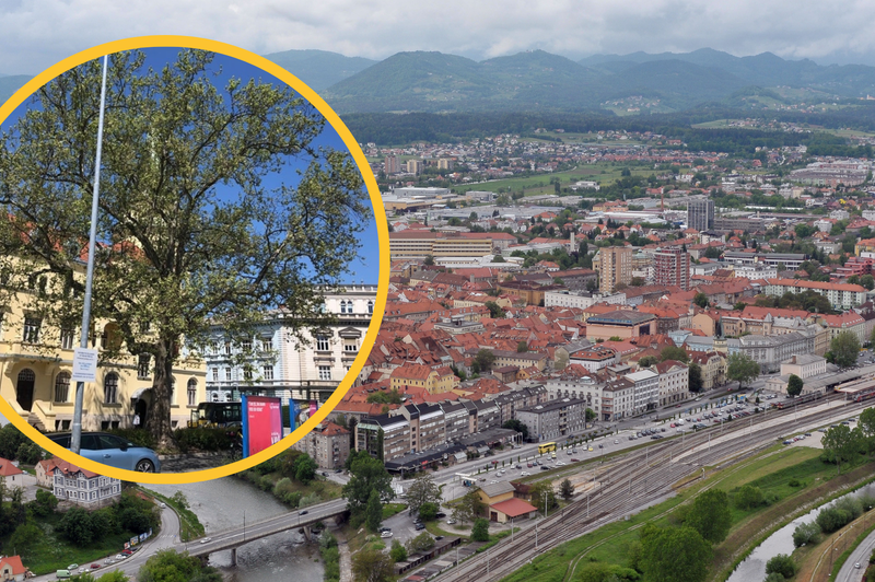 Sanacija 100 let starega naravnega spomenika v Celju bo vplivala na promet (foto: Bobo/MOC/fotomontaža)