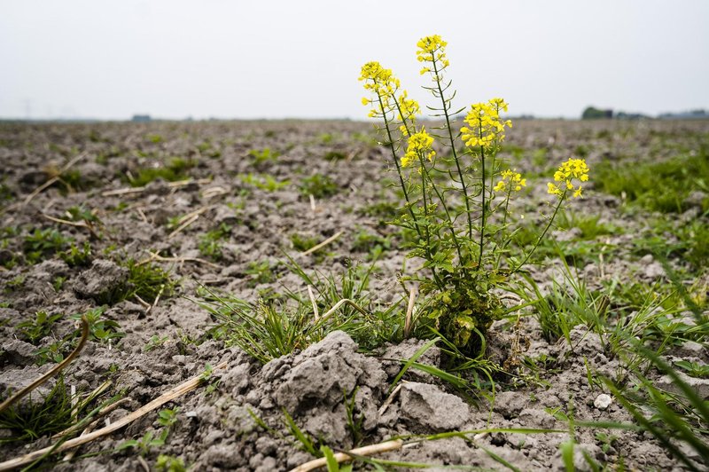 Presenečeni? Takšno bo stanje na našem planetu v prihodnjih petih letih (foto: Profimedia)