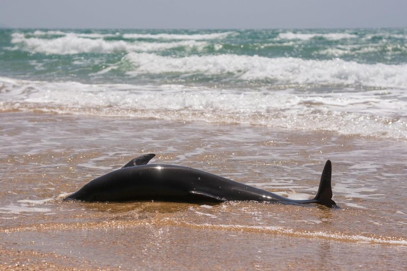 Neverjetno velik porast poginulih delfinov - znanstveniki ugotovili VZROK (foto: Profimedia)