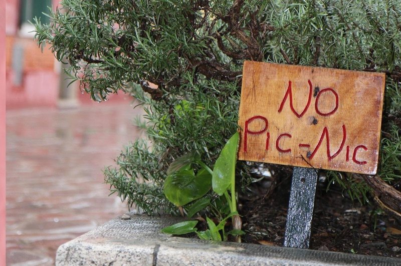 Zaradi TEH divjih živali, so v Rimu pikniki trenutno prepovedani (foto: Profimedia)