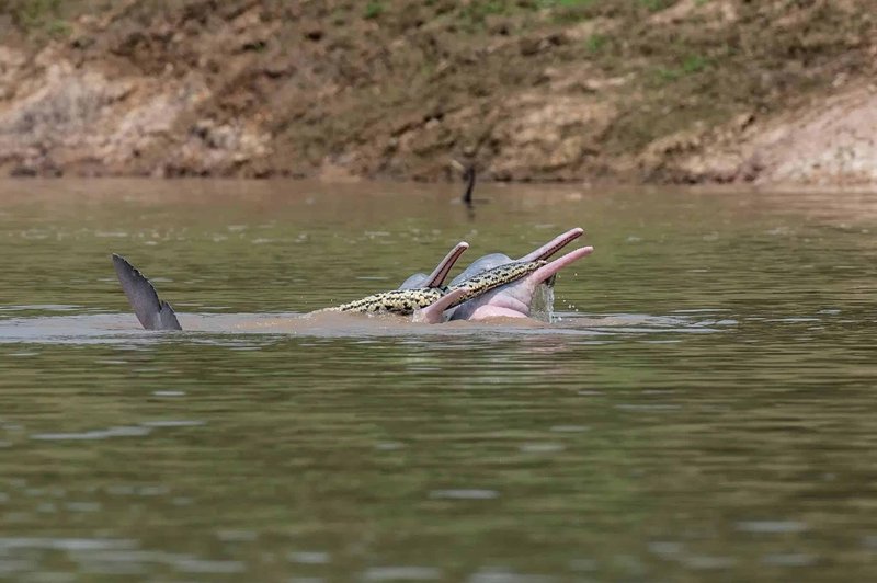 V troje: delfini so inteligentna bitja. Pa ste vedeli, da se med igro tudi vzburijo? (foto: Omar M. Entiauspe Neto, Steffen Reichle, Alejandro dos Rios)