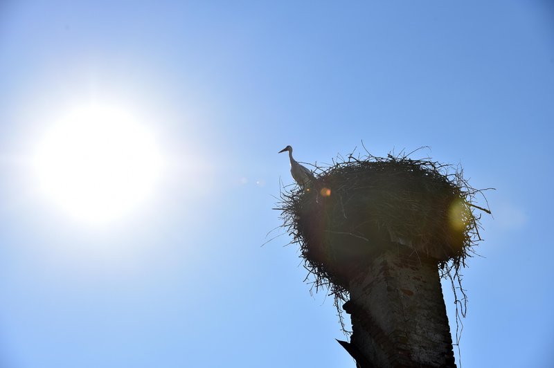 NENAVADNO: Kje sta si štorklji naredili gnezdo? (foto: BOBO)