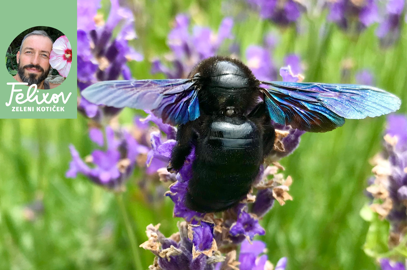 Kako ustvariti hotel za žuželke? Poskrbimo za sobivanje s koristnimi insekti na svojem vrtu (foto: osebni arhiv Srečko Blas)