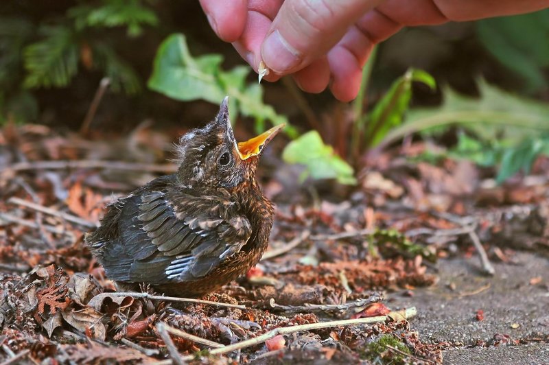 Ste našli ptičjega mladička? TEGA ne smete nikoli narediti (foto: Profimedia)