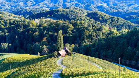 Slovenija, vinorodna dežela, bo svetu postregla z najboljšim!