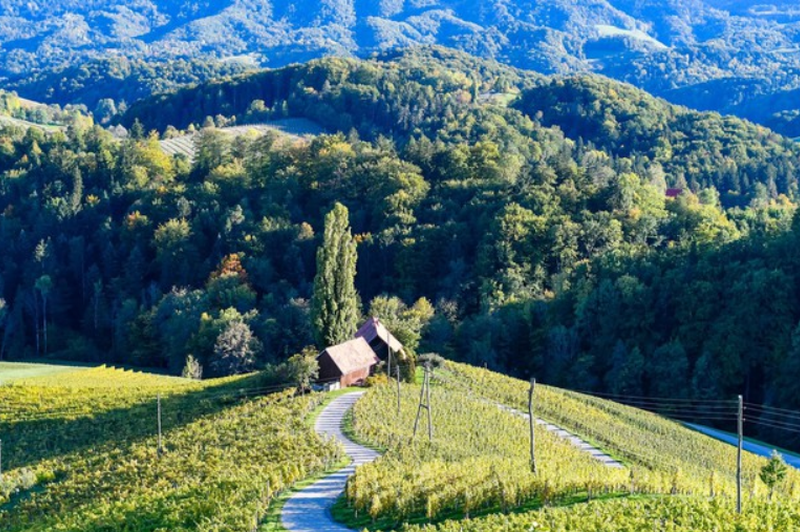 Slovenija, vinorodna dežela, bo svetu postregla z najboljšim! (foto: Profimedia)