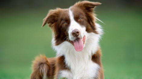 Za kakšne ljudi je primerna pasma border collie?