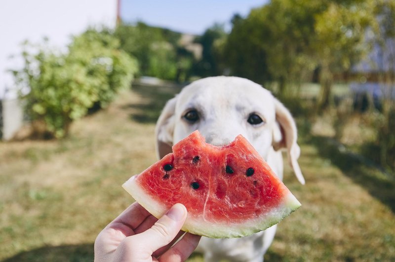 TO je sadje, ki ga lahko delite z vašim psom (foto: Profimedia)