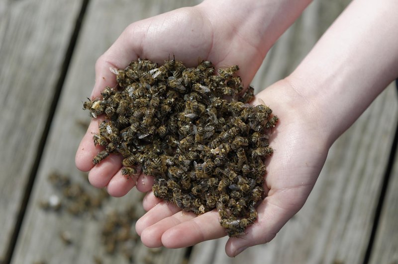 ''Ta virus je čebelam daleč največja grožnja'' (foto: Profimedia)